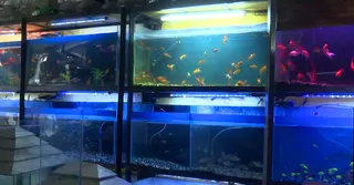 নরসিংদীতে জনপ্রিয় হয়ে উঠেছে অ্যাকুরিয়াম, বেড়েছে ব্যবসা